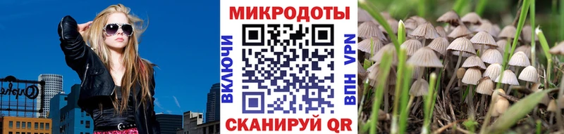 Галлюциногенные грибы Psilocybe  Энгельс 